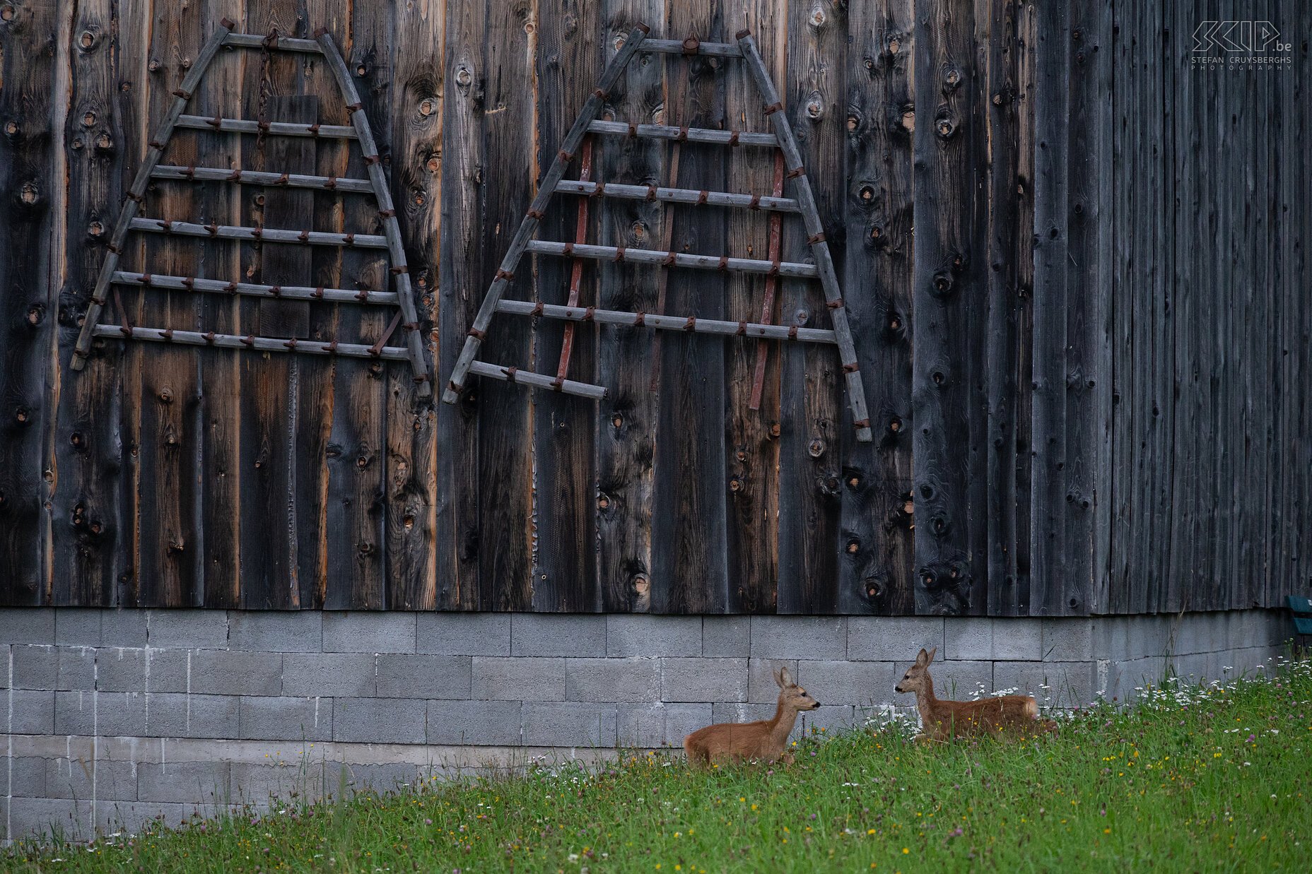 Stein an der Enns - Roe deers Two roe deers at dusk near Stein an der Enns Stefan Cruysberghs